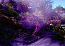 Load image into Gallery viewer, Bush Dreaming - Purple Land