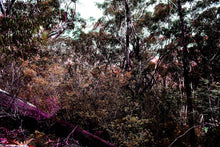 Load image into Gallery viewer, Bush Dreaming #02