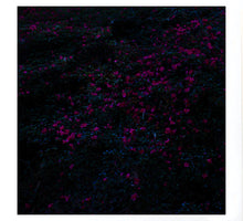 Load image into Gallery viewer, Bush Dreaming - Magenta Bloom