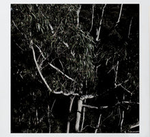 Load image into Gallery viewer, Bush Dreaming - Gum