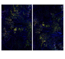 Load image into Gallery viewer, Bush Dreaming - Wattle
