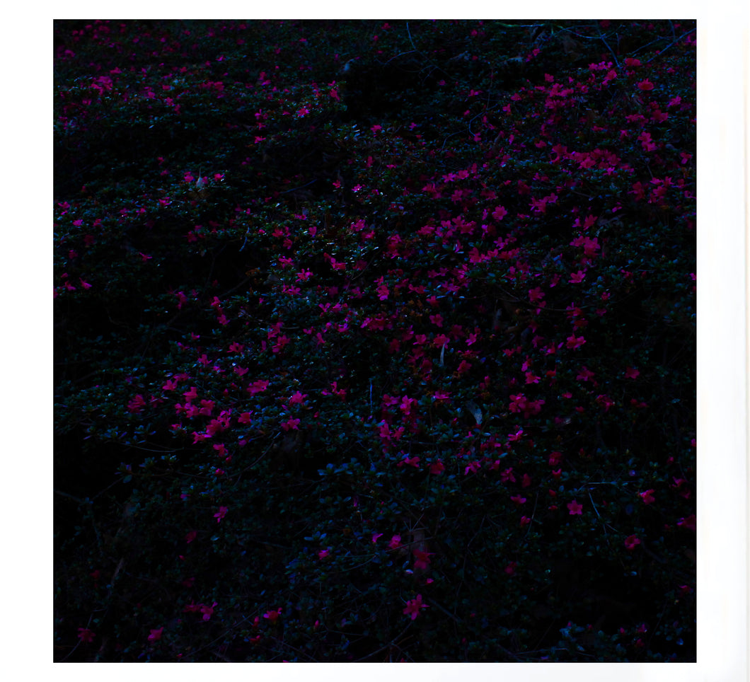 Bush Dreaming - Magenta Bloom