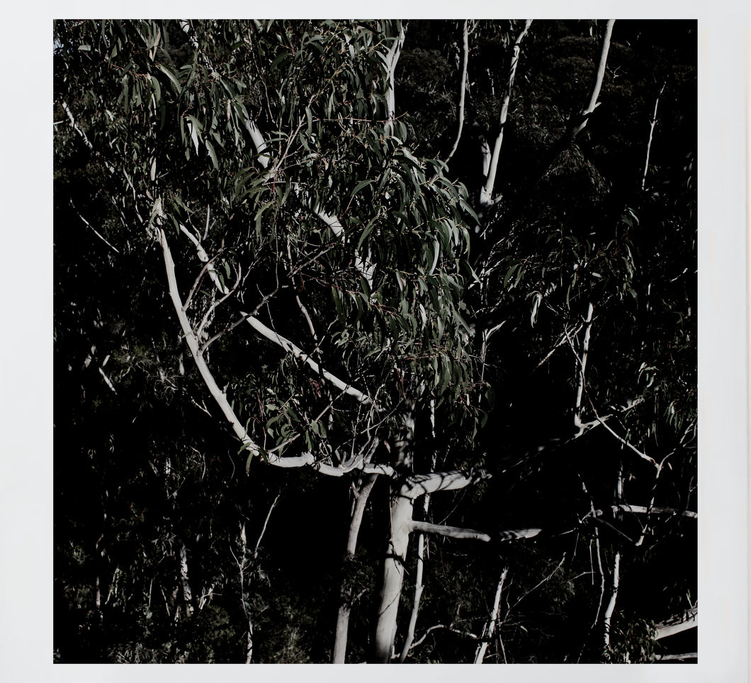 Bush Dreaming - Gum